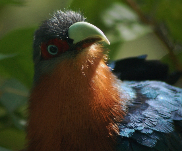 Malkoha bird